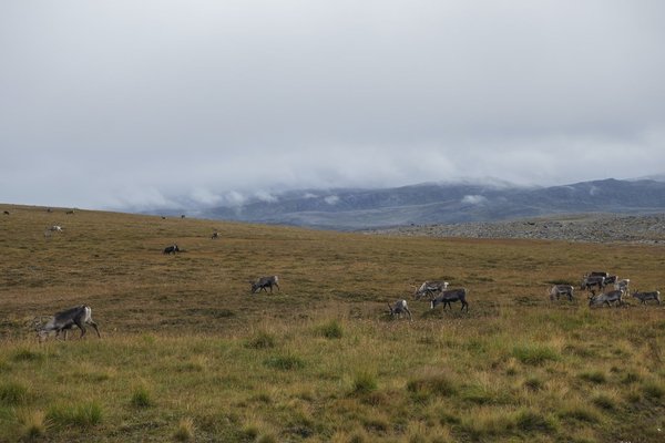 Quelles sont les meilleures destinations pour un voyage en solitaire en Scandinavie ?