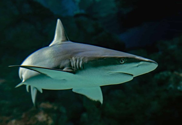 Quels sont les secrets pour une expérience de plongée avec les requins aux Bahamas ?